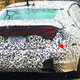 Illustration for article titled Why Is There a Fake Dodge Charger Taillight on This Cadillac CT5 Prototype?